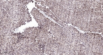 FoxB1/2 rabbit pAb