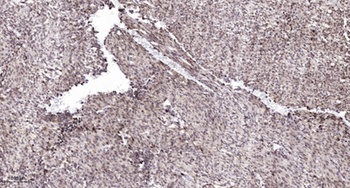 FoxB1/2 antibody