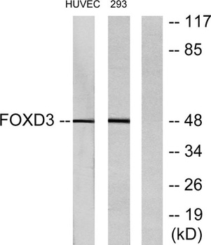 FoxD3 antibody