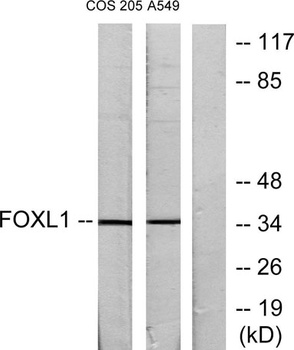 FoxL1 rabbit pAb