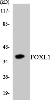 FoxL1 rabbit pAb