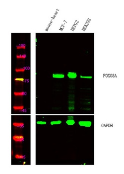 FoxO3A antibody