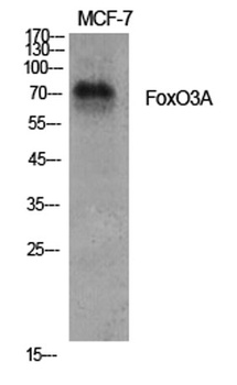 FoxO3A rabbit pAb Antibody