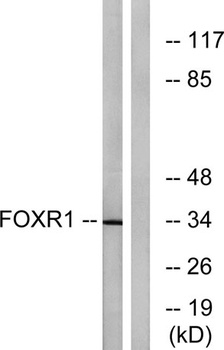 FoxR1 rabbit pAb