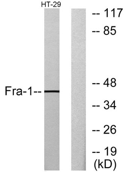 Fra-1 antibody