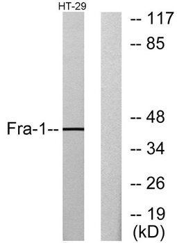 Fra-1 rabbit pAb