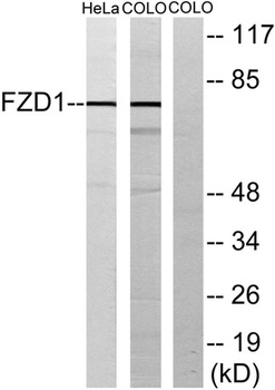 Frizzled-1 antibody