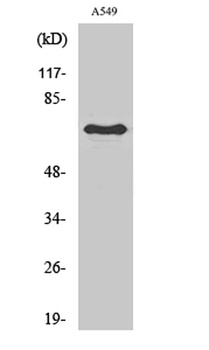 Frizzled-3 antibody