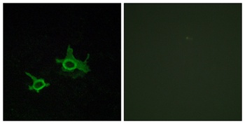 Frizzled-3 antibody