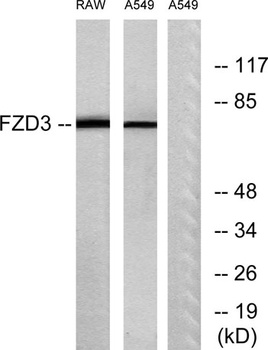 Frizzled-3 rabbit pAb