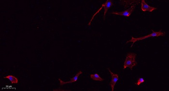 Frizzled-7 antibody
