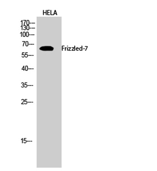 Frizzled-7 antibody