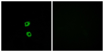 Frizzled-7 antibody