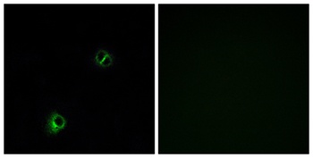 Frizzled-9 antibody