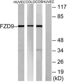 Frizzled-9 rabbit pAb