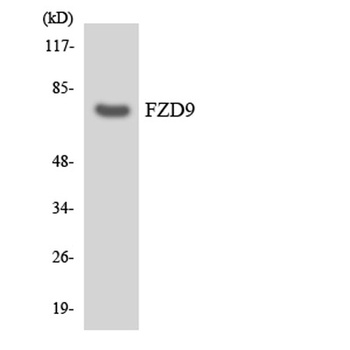 Frizzled-9 rabbit pAb