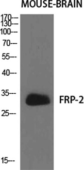 FRP-2 antibody