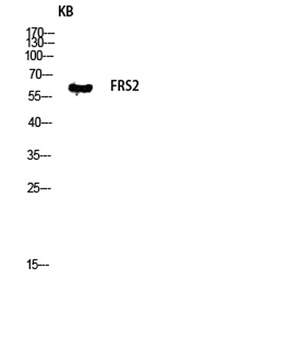 FRS2 antibody