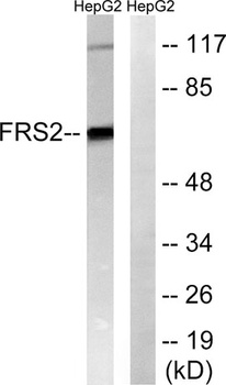 FRS2 rabbit pAb