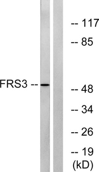 FRS3 rabbit pAb