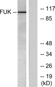 Fucokinase rabbit pAb