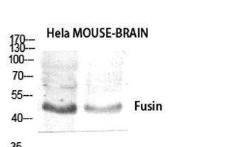 CXCR4 antibody