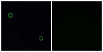 CXCR4 antibody