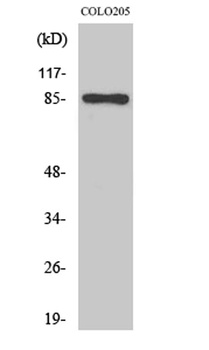 Fyb antibody