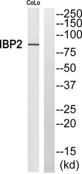 Fyb antibody