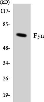 Fyn antibody