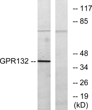 G2A antibody