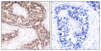 G3BP1 antibody