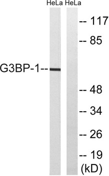 G3BP1 rabbit pAb
