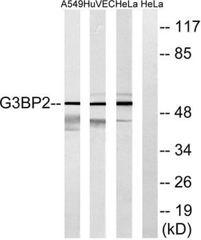 G3BP2 rabbit pAb
