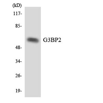 G3BP2 rabbit pAb