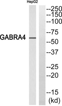 GABAA R alpha 4 antibody