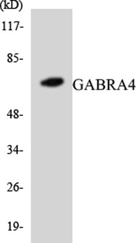 GABAA Rα4 rabbit pAb