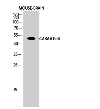 GABAA R alpha 6 antibody