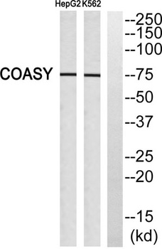 GADD 45γ rabbit pAb