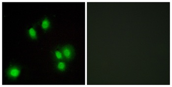 GADD 45γ rabbit pAb