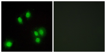 GADD 45 gamma antibody