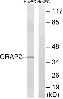 Gads antibody