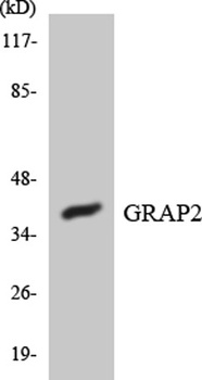 Gads antibody