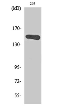 GAK rabbit pAb Antibody