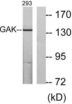 GAK rabbit pAb