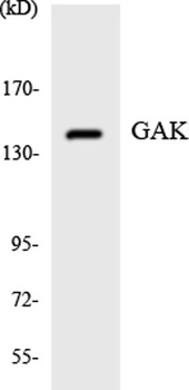 GAK antibody