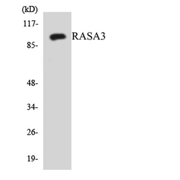 GAP1-InsP4 BP rabbit pAb