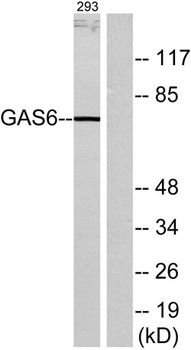 Gas6 rabbit pAb