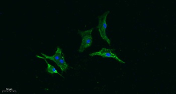 Gasdermin C rabbit pAb Antibody