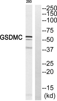 Gasdermin C antibody